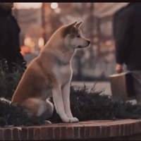 Порода собак хатико (55 фото): как называется пес из фильма, акита ину, сколько стоит самый верный друг, американский и японский щенок