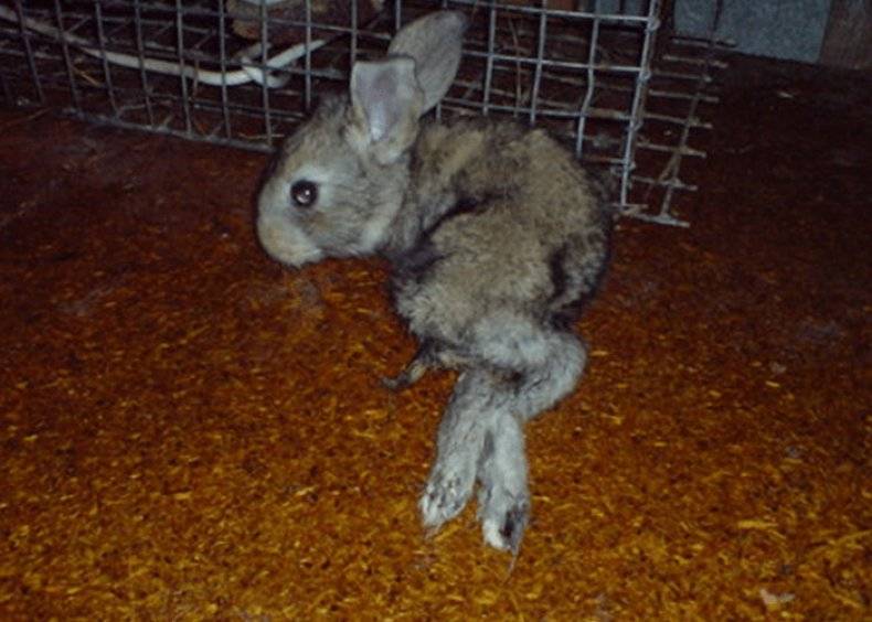 Почему дохнут кролики: причины, смертельные заболевания, что делать