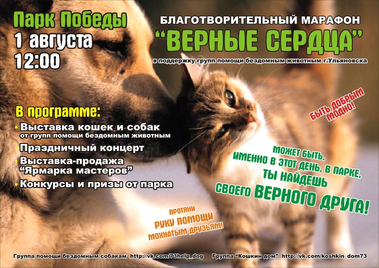 Рейтинг лучших приютов для животных: где собакам и кошкам хорошо? | милосердие.ru