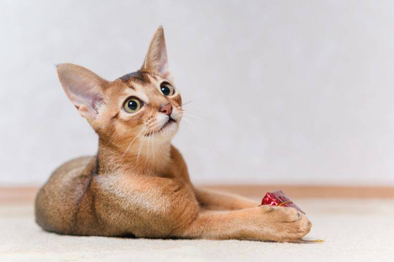 Абиссинская кошка: все о стандартах и окрасе, характере, уходе