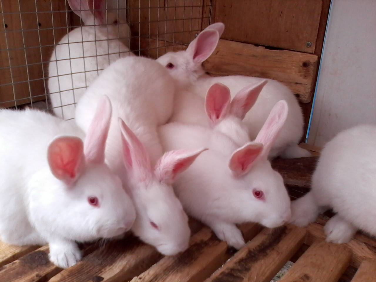 Кролик белый паннон: отличительные признаки и правила содержания