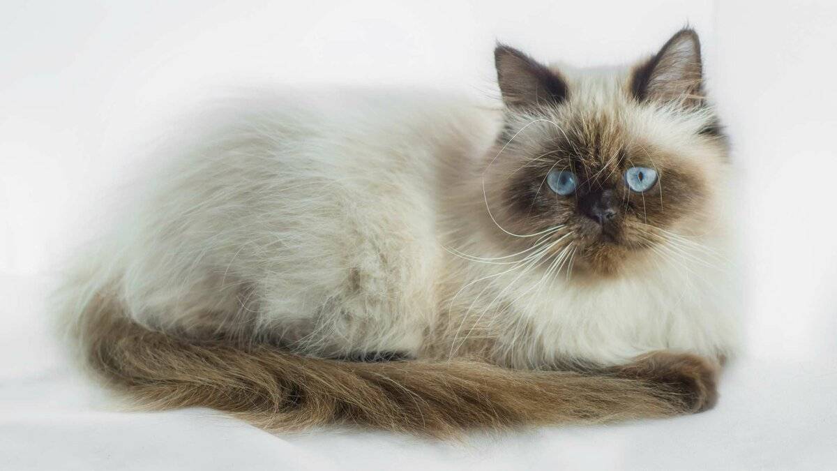 Тайская кошка: описание породы и характера, сколько живут