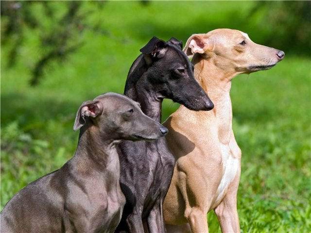 Итальянская борзая левретка: фото собаки, характер и описание левретки