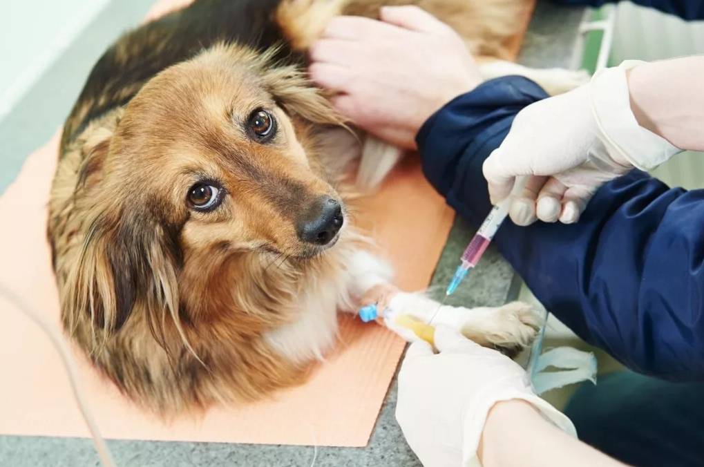Парвовирусный энтерит у собак. симптомы, профилактика | | блог ветклиники "беланта"