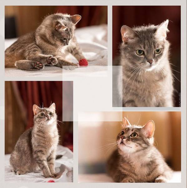 Встроенный будильник: понимают ли коты время