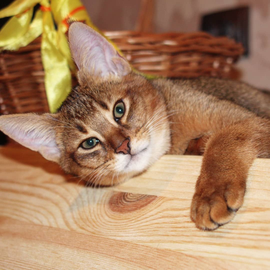 Шаузи (хауси) кошка: подробное описание, фото, купить, видео, цена, содержание дома