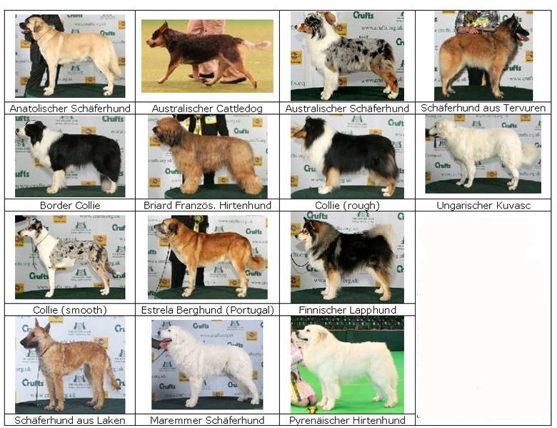 Породы собак средних размеров с фото