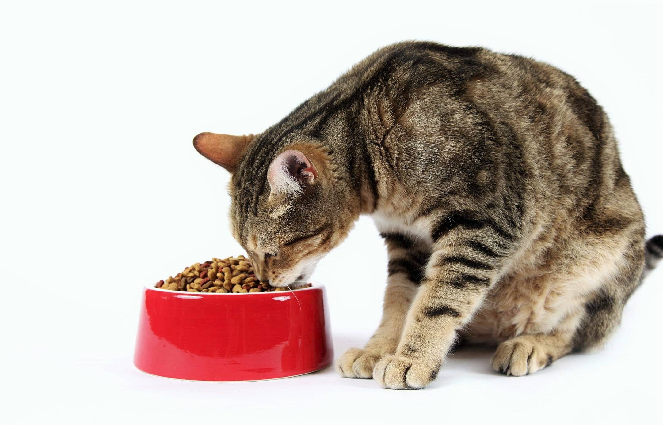 Питание для кошек и котов: сбалансированный рацион, корма или натуралка...