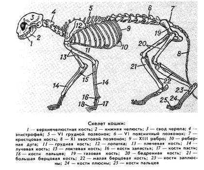 Особенности строения скелета кошек: черепа, лап и туловища