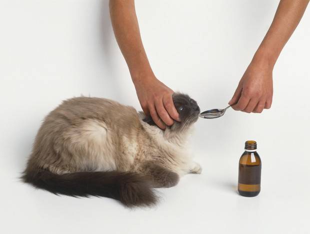Отравление у кошек: как помочь животному при интоксикации
