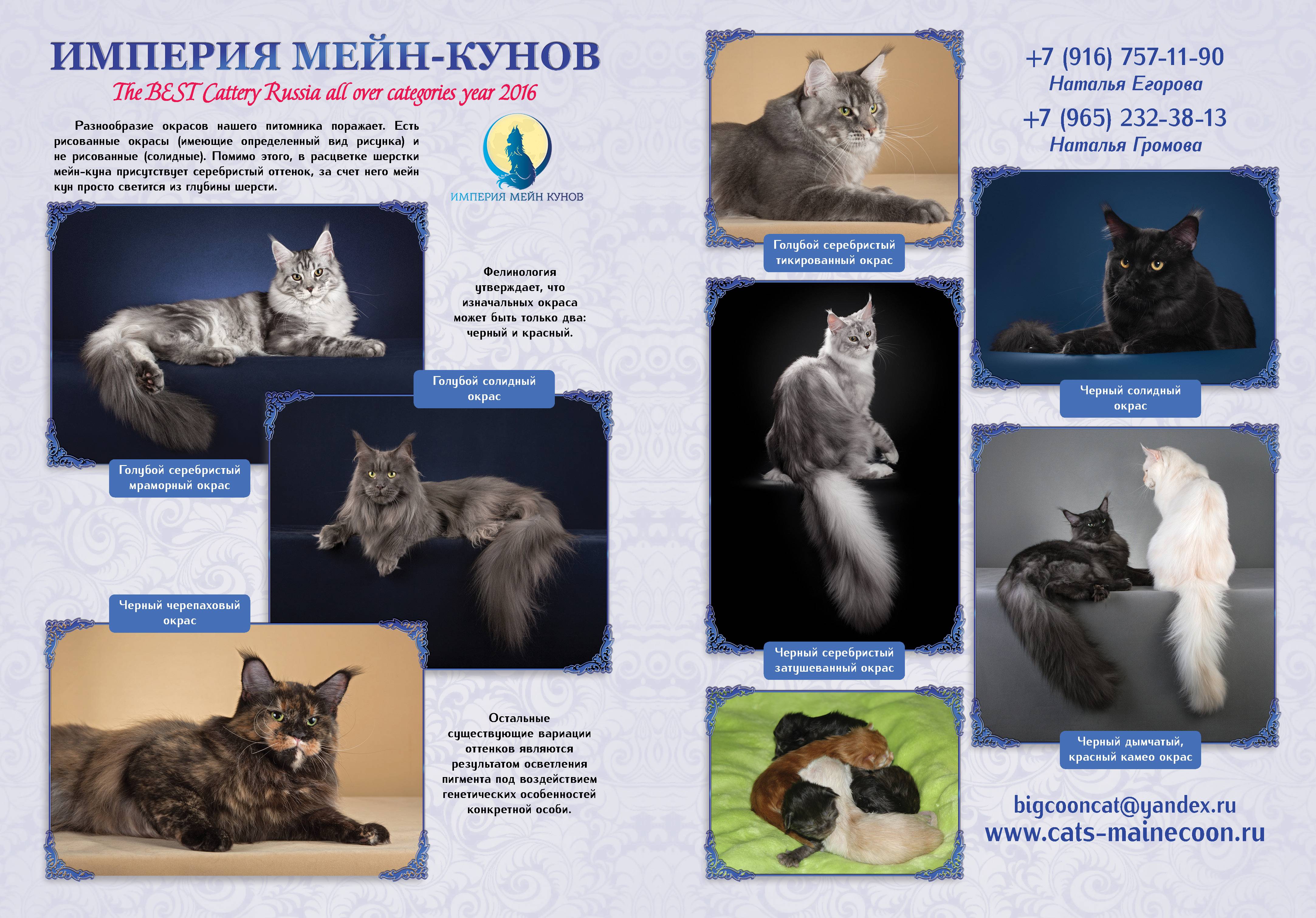Кошка породы мейн-кун: описание особенностей и стандартов породы