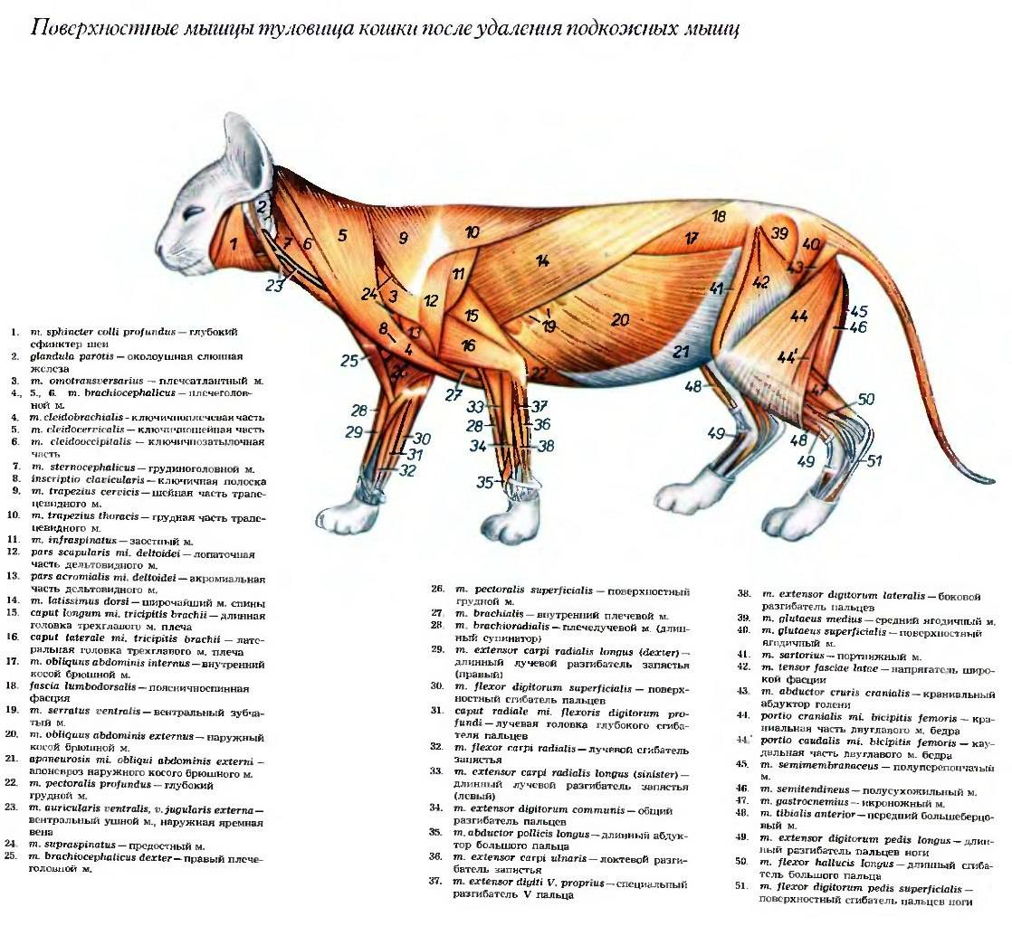Биологические особенности кошек