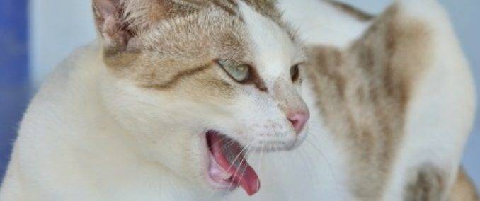 13 причин почему кошка дышит с открытым ртом - что делать - kotiko.ru