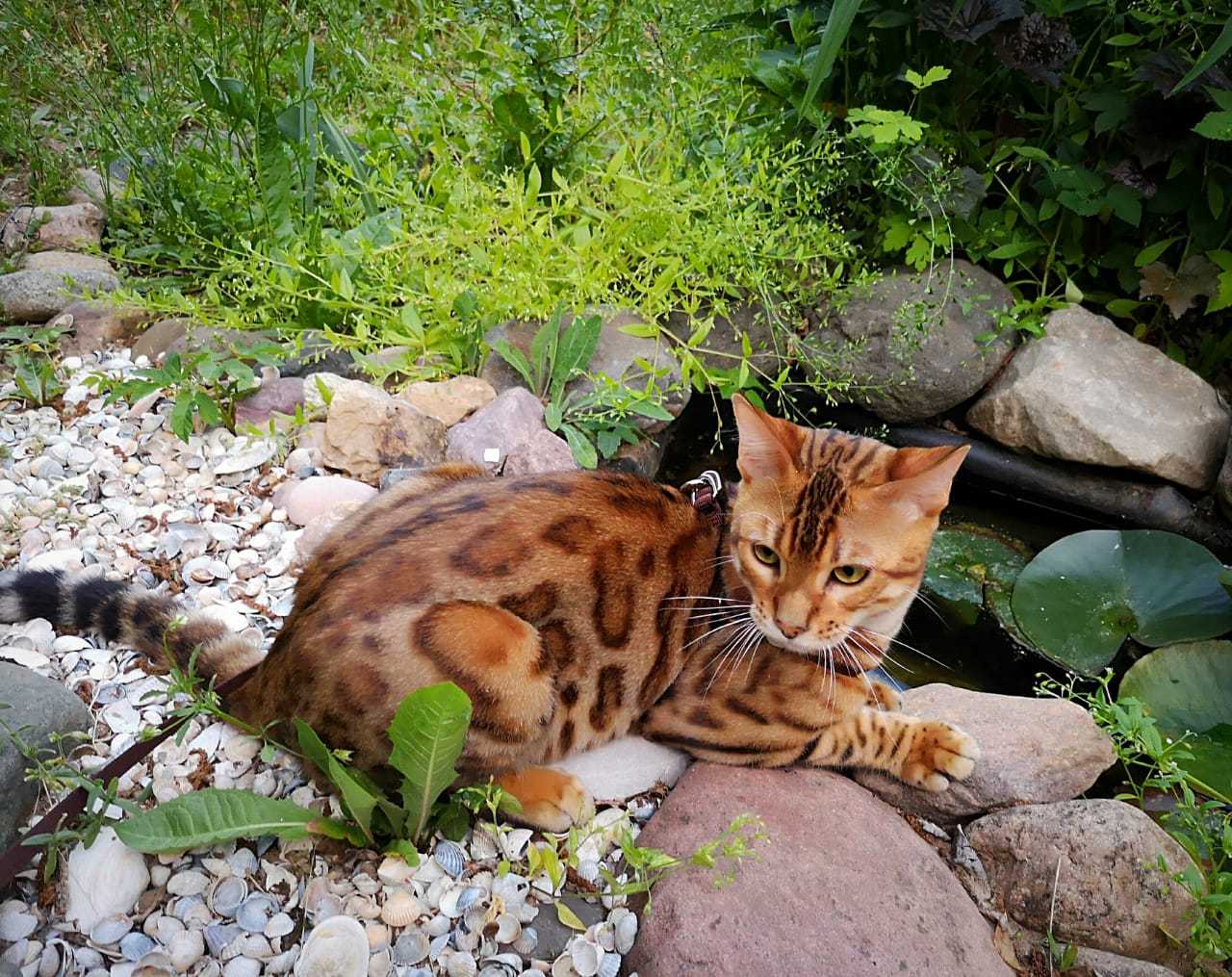 Леопардовая кошка — что за порода