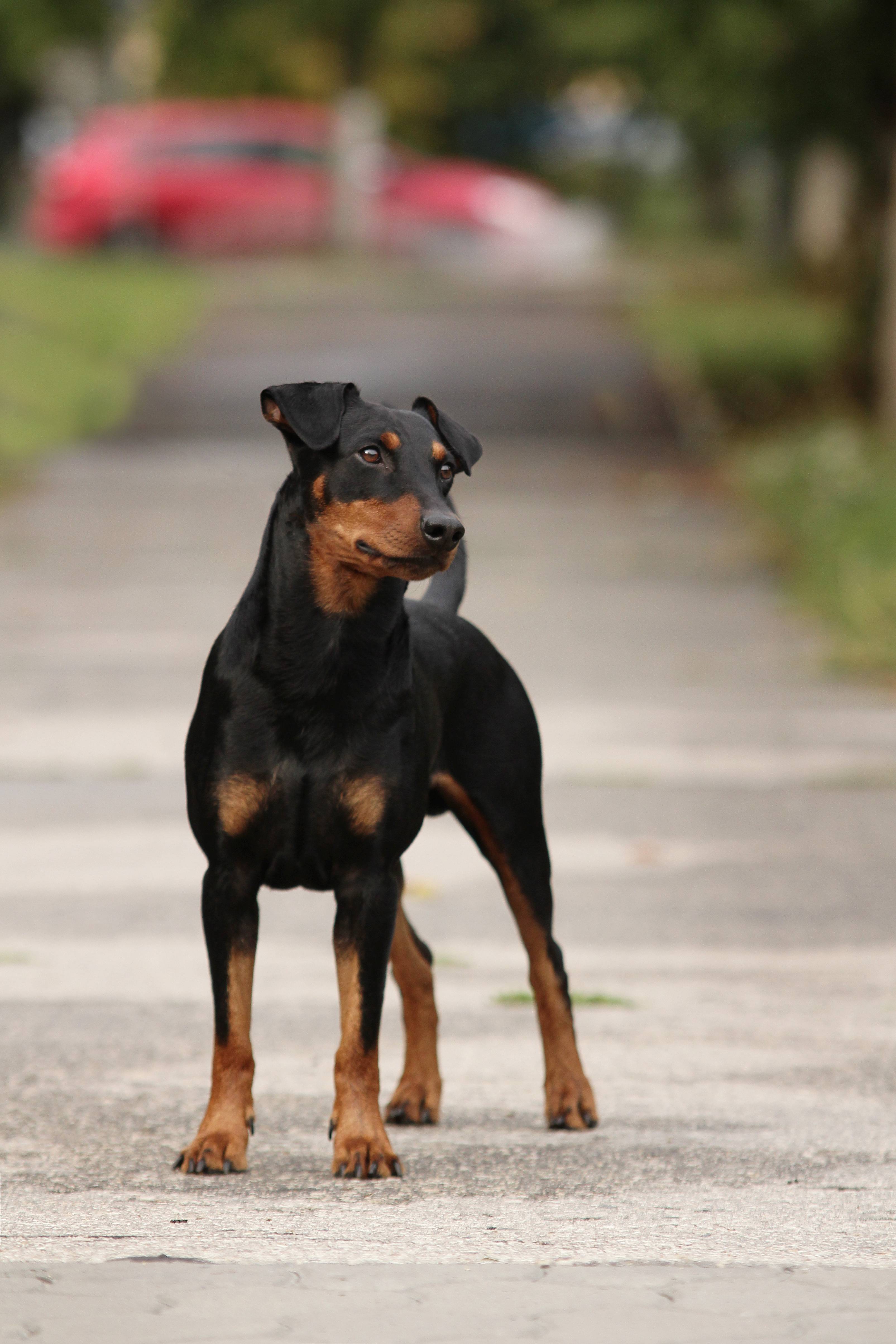 Немецкий пинчер — описание породы собак