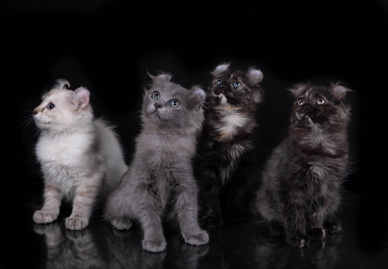 Американский керл: фото и описание породы кошек, характер, особенности содержания и ухода
