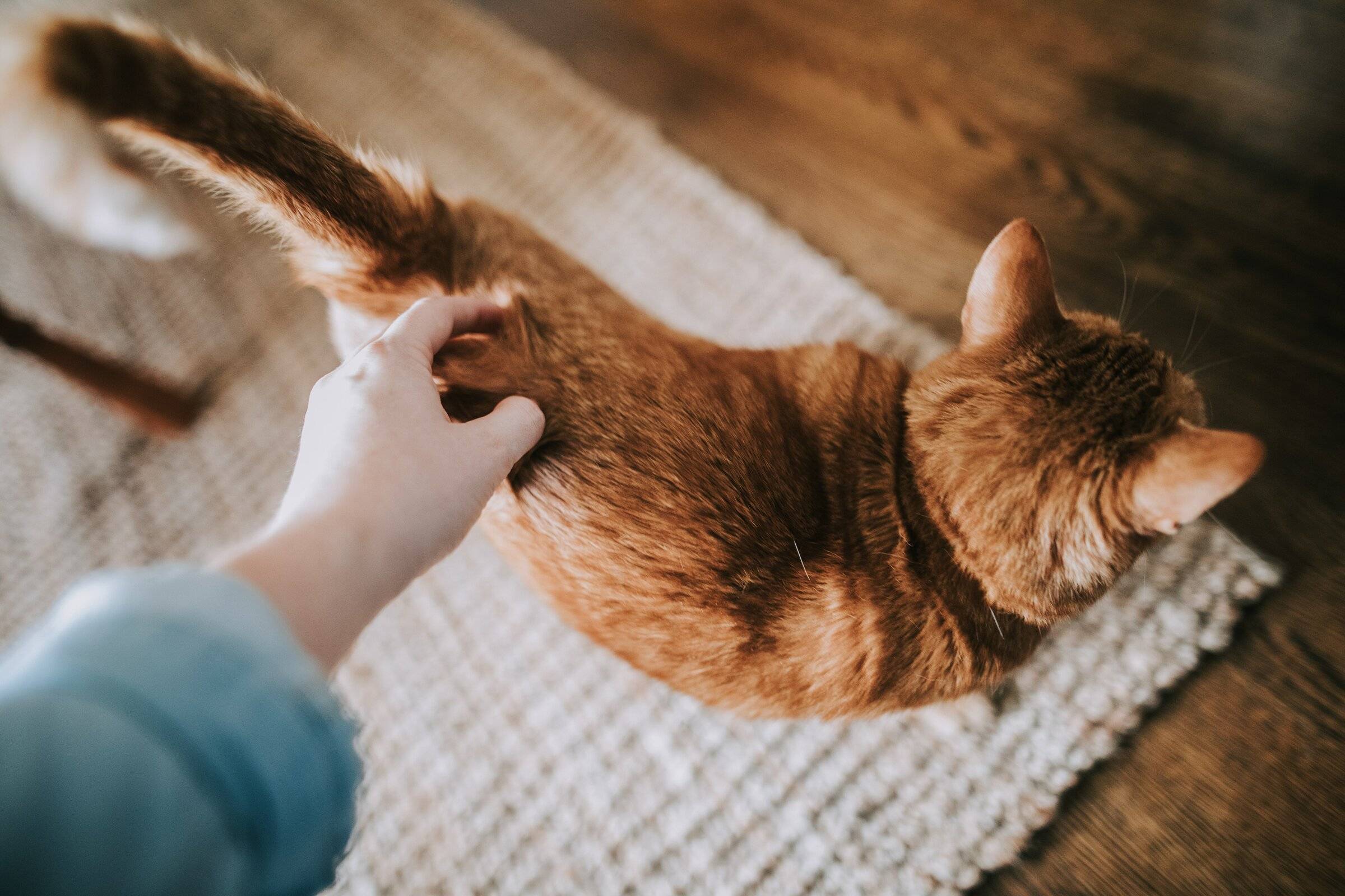 Как наказать кота: 4 основных правила