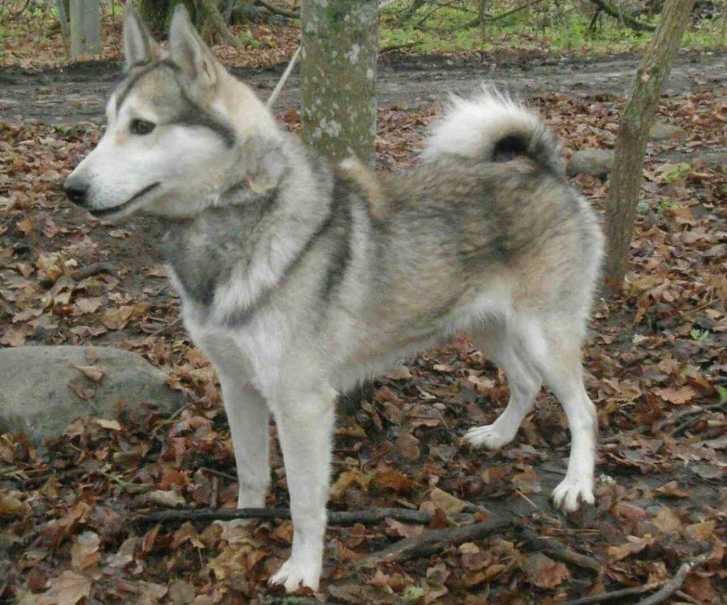 Собака лайка: описание породы, характеристика сибирских лаек, продажа в россии