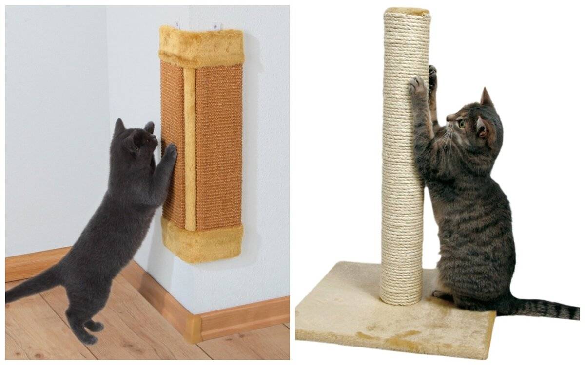 Что делать если кот дерет обои, а кошка царапает мебель