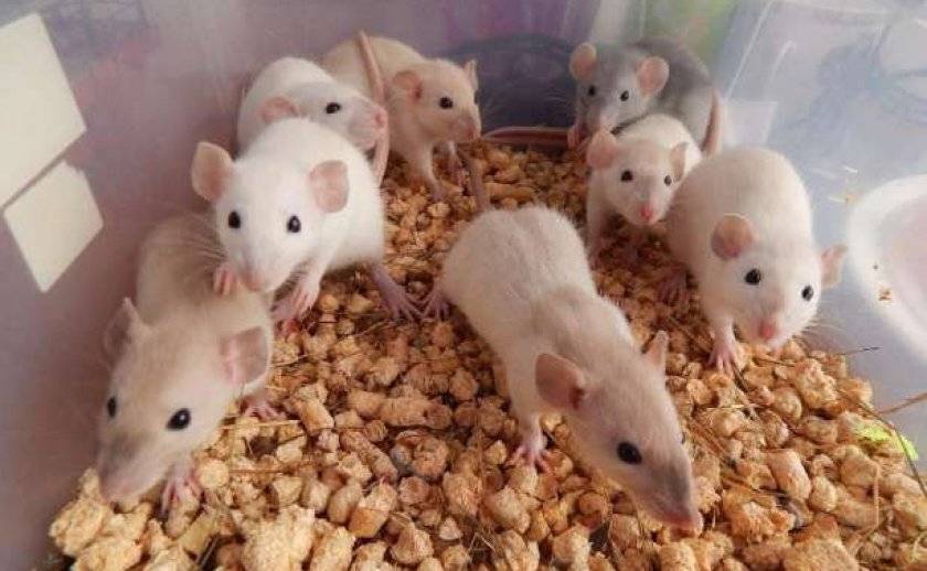 Чем питаются мыши. эффективная приманка