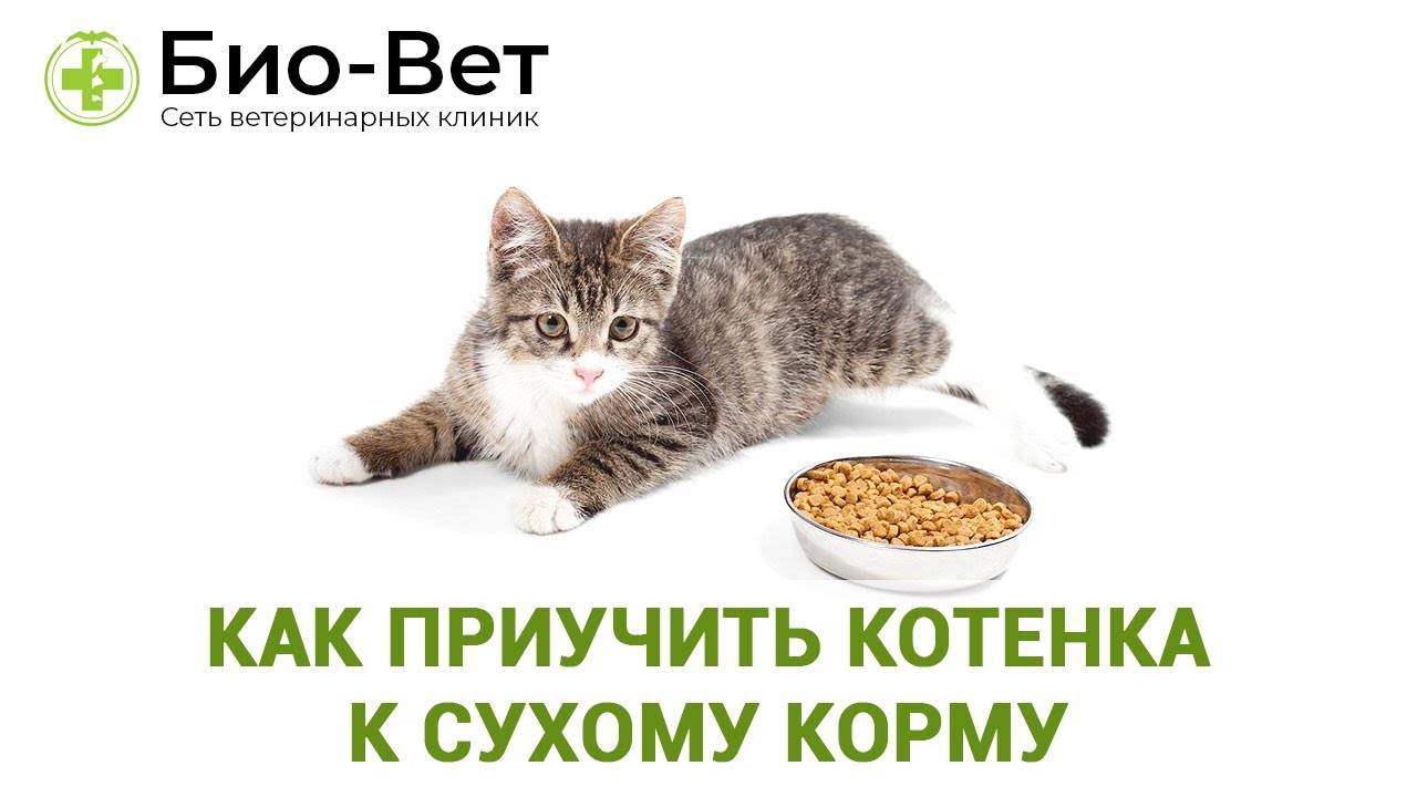 Как перевести кошку на другой корм?
