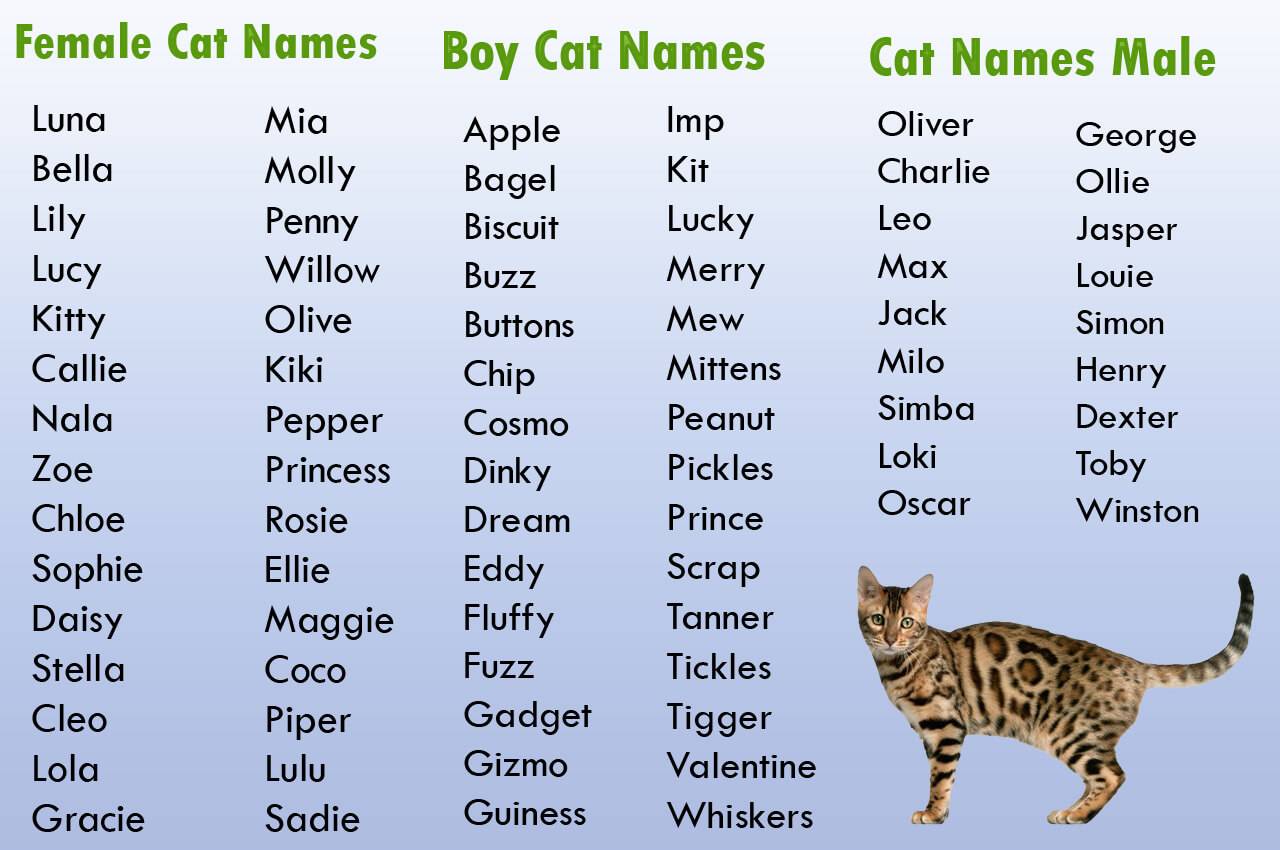 Как выбрать клички для котов-мальчиков?