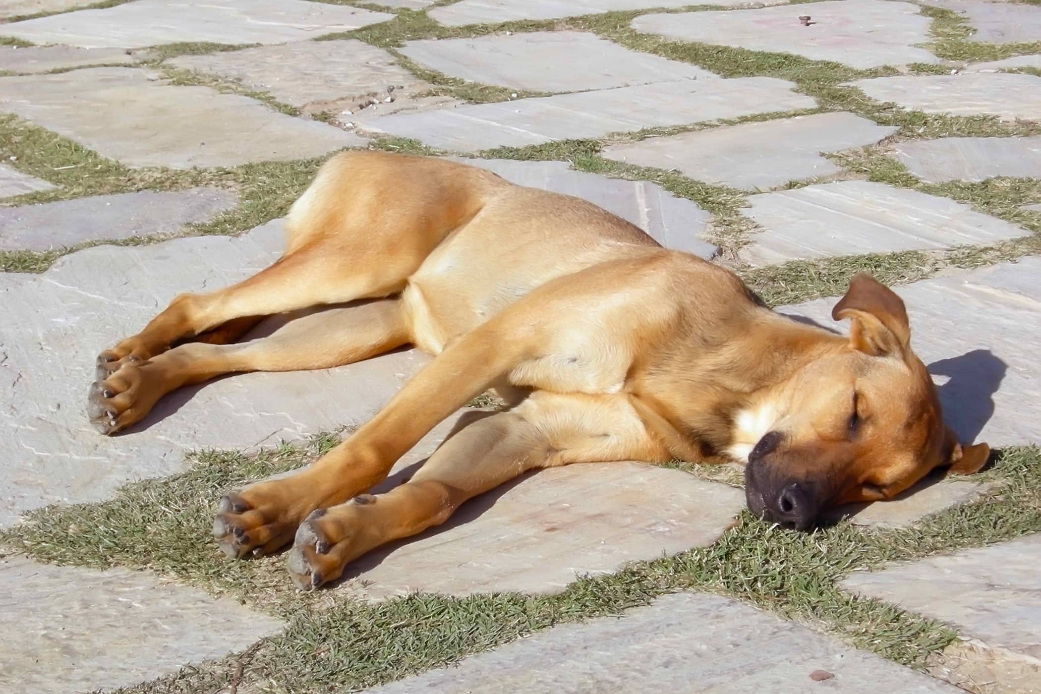 Врожденная гидроцефалия – порок развития у собак