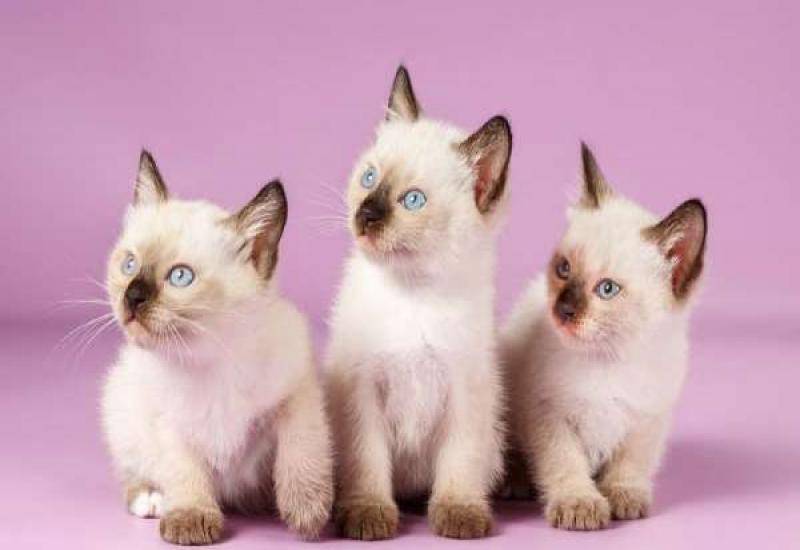 Порода самой маленькой кошки в мире, фото с названиями