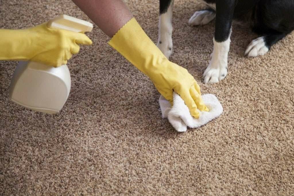 Неприятный запах от собаки — как избавиться?