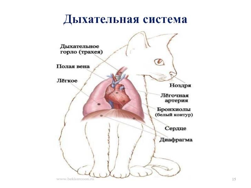 Заболевания органов дыхания у кошек