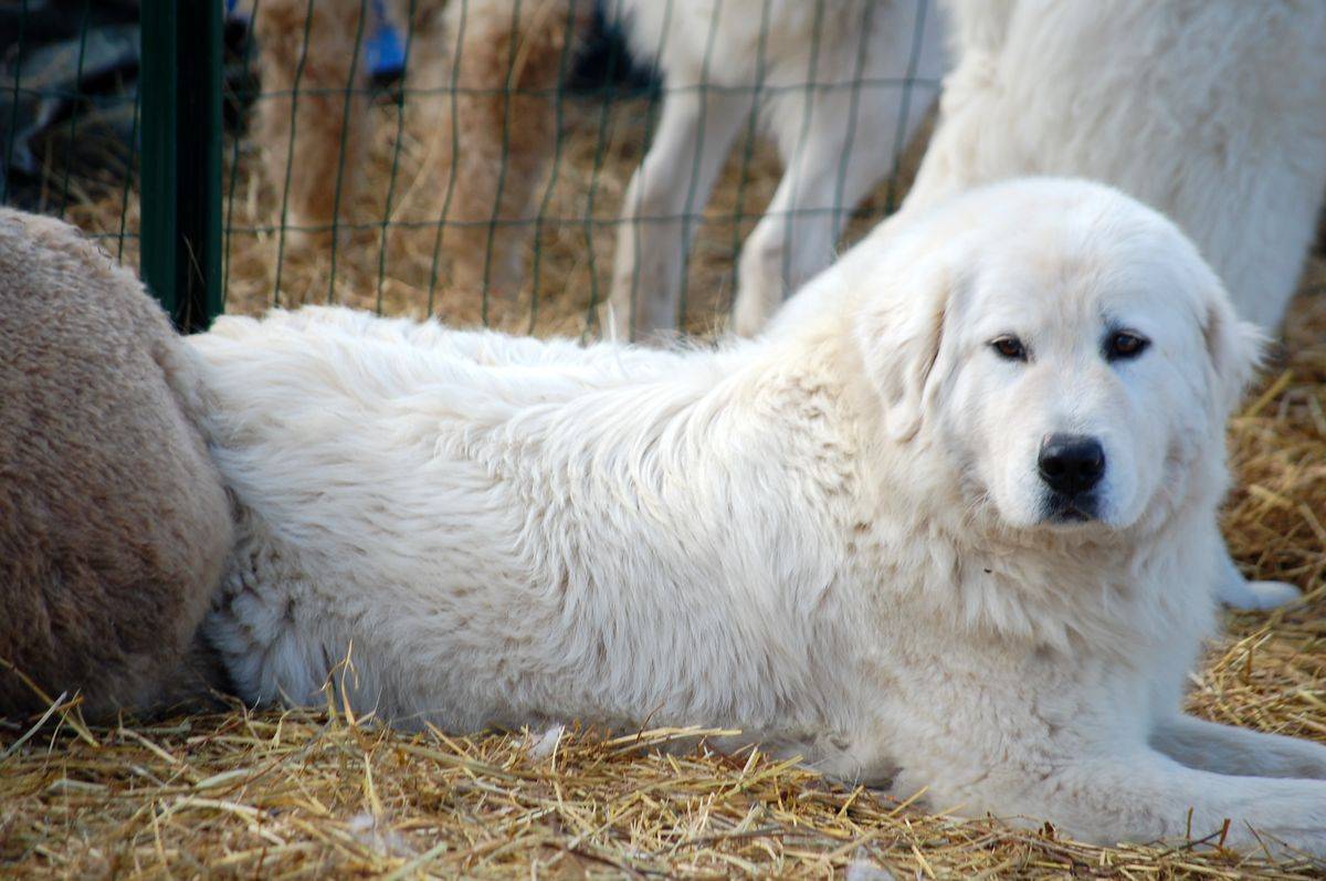 Маремма-абруццкая овчарка — описание породы и характер собаки