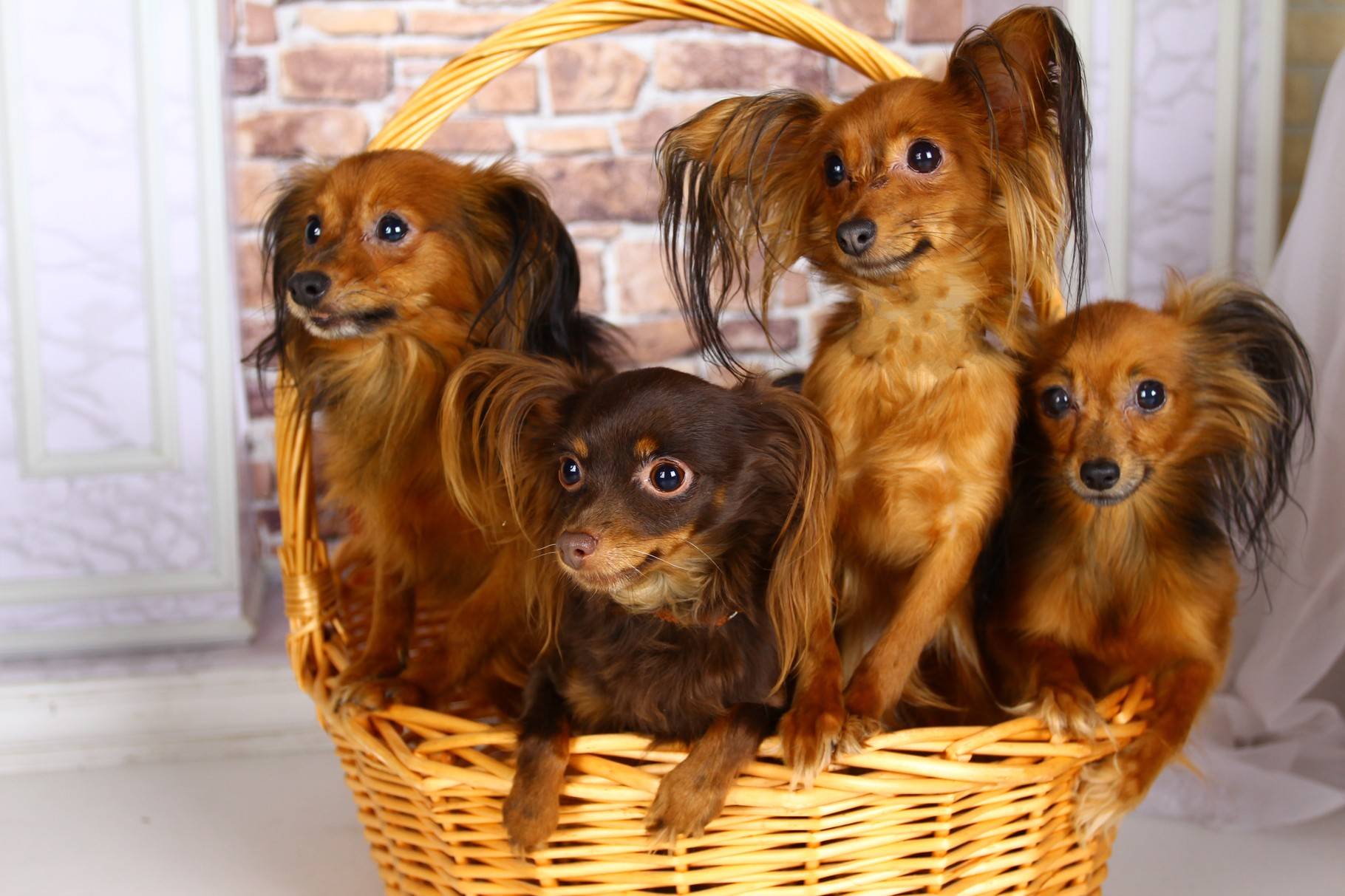 Той-терьер: фото взрослой собаки и щенка, как выглядит русский, московский, китайский и золотой питомец мальчик и девочка
