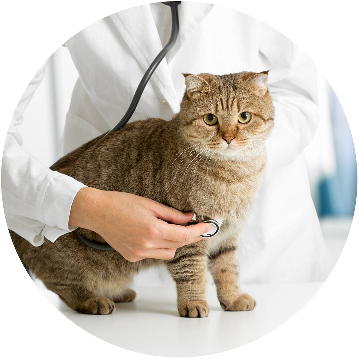 Вирусный иммунодефицит кошек (fiv или вик) - симптомы, лечение, прогноз. ветеринарная клиника "зоостатус"