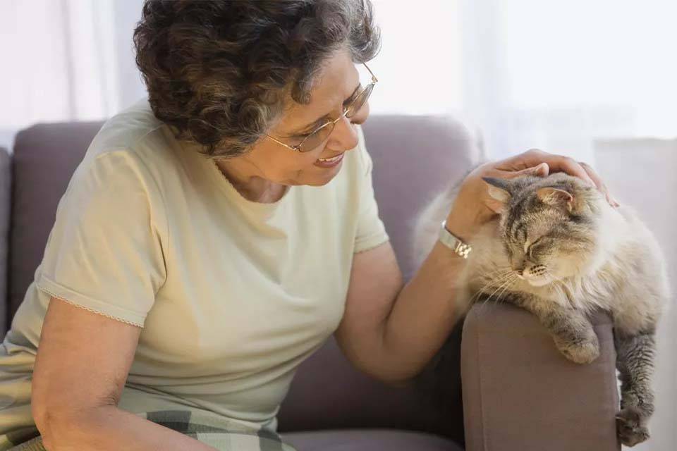 Как ухаживать за старой кошкой: полезные советы владельцам с опытом и новичкам