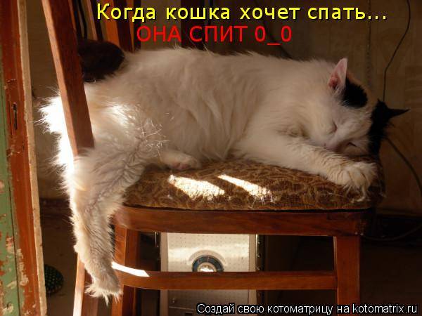 Коты мешают ночью спать: что делать, основные причины