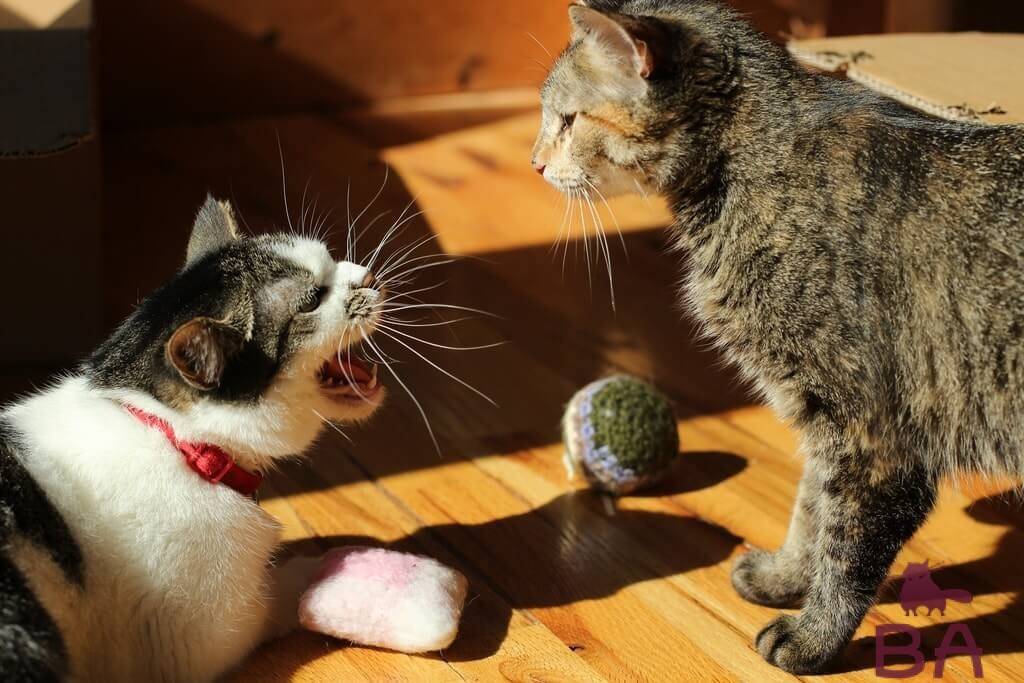  агрессия у кошек