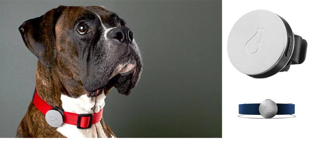 Ошейник с gps для собак: виды, характеристики и популярные модели