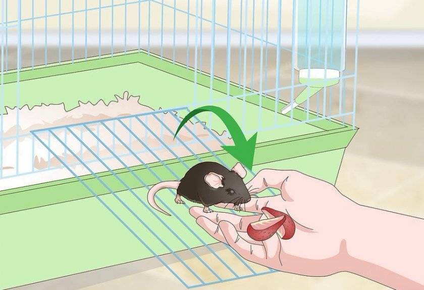 Как дрессировать крысу: дрессировка в домашних условиях для начинающих, как научить командам и трюкам, как воспитывать и тренировать домашнее животное