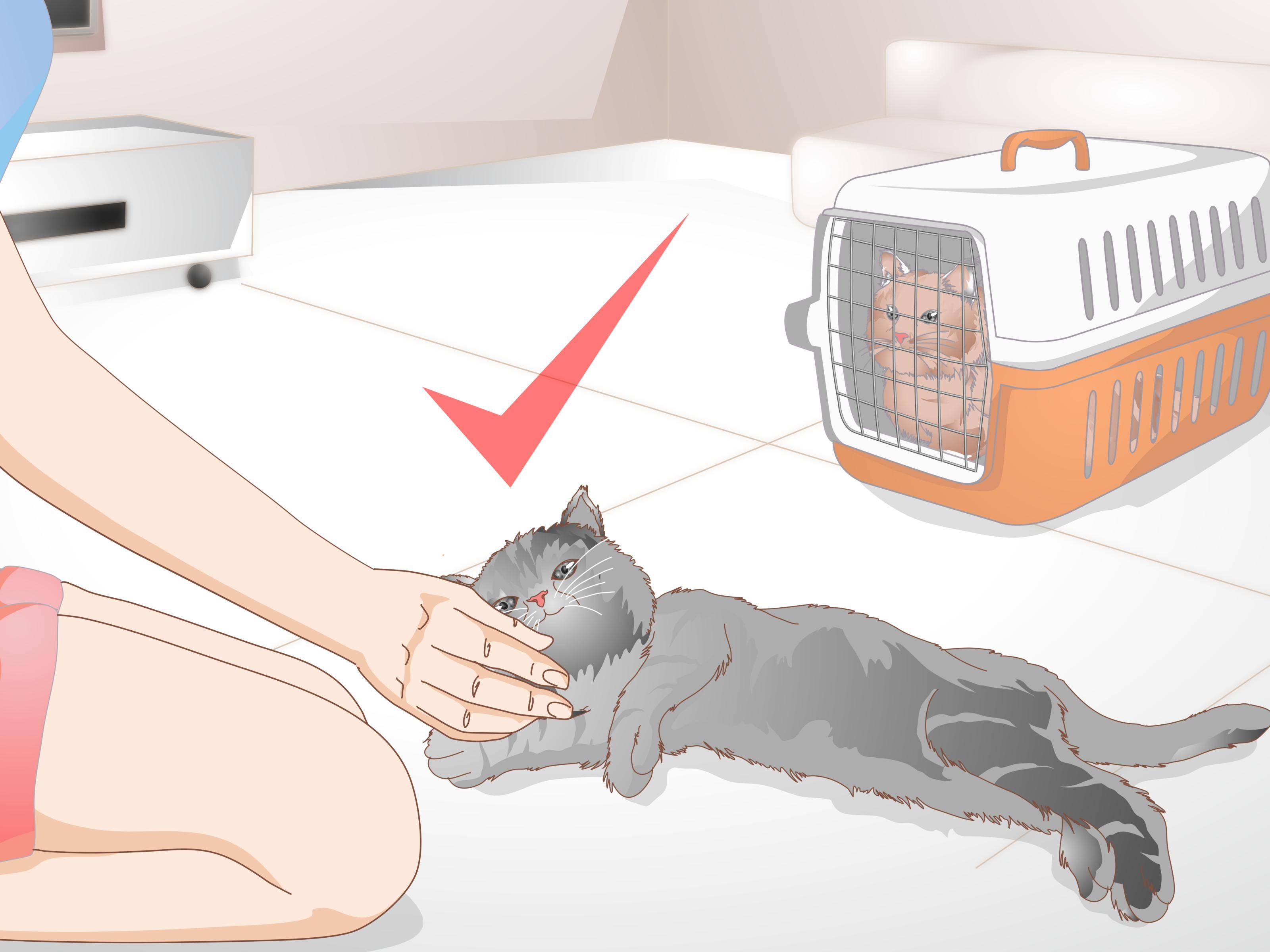 6 причин почему у кота сильно пахнет моча - что делать - kotiko.ru