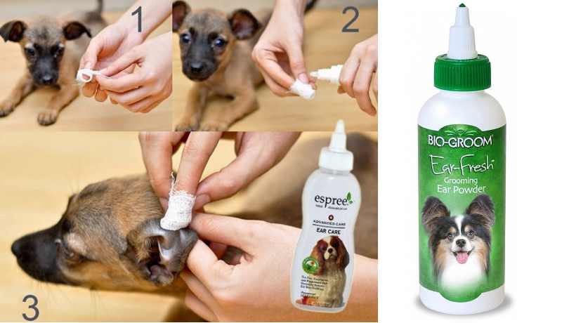 Можно чистить уши хлоргексидином. Как почистить уши собаке. Как правильно чистить уши собаке. Чистка ушей перекисью собаке.