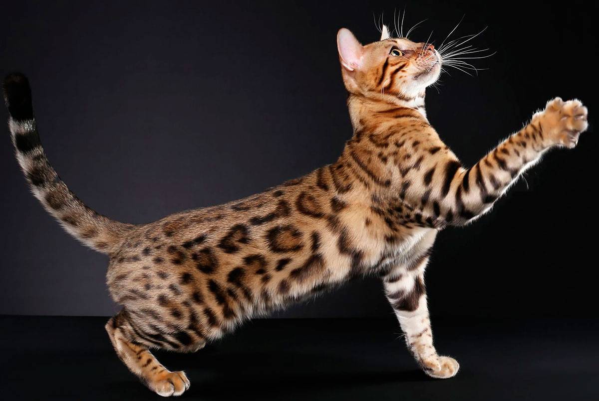 Самые ласковые породы кошек в мире: рейтинг с фото и названиями