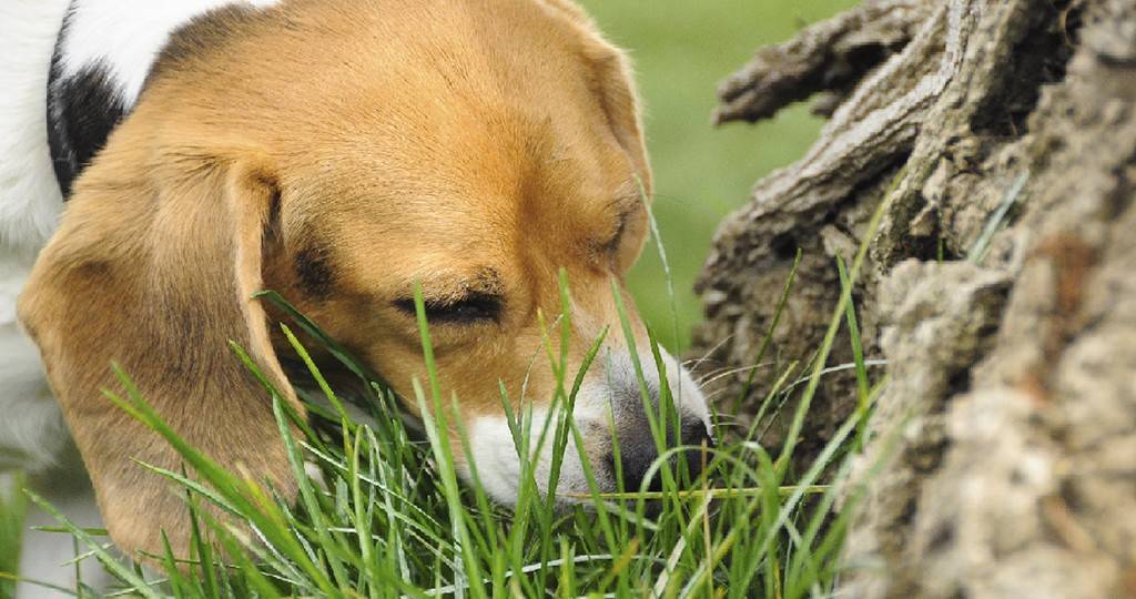 Что делать, если собака кусается: причины, способы отучить питомца