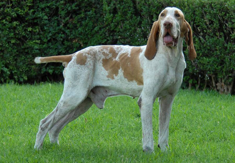 Самые известные итальянские породы собак. топ-10