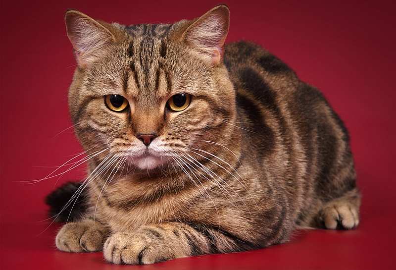 Шотландская прямоухая кошка-скоттиш страйт: описание, фото, характер, особенности ухода и содержания породы