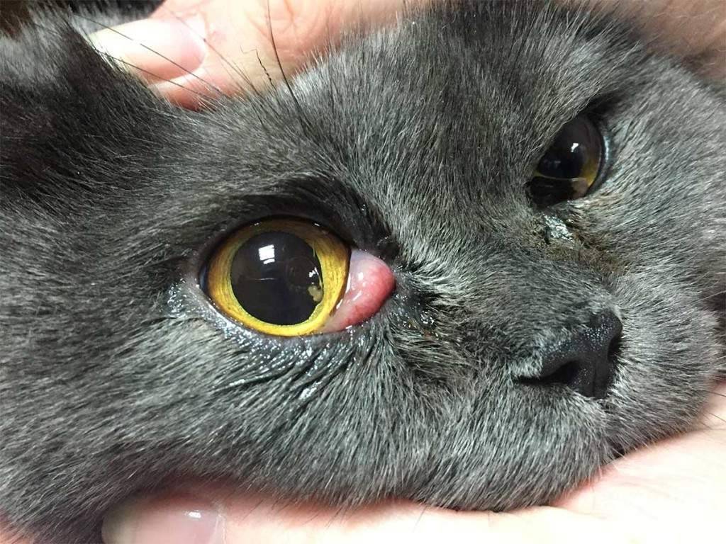 У котенка гноятся глаза: причины, лечение в домашних условиях