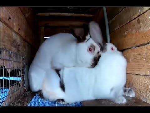 Случка кроликов. особенности спаривания и размножения