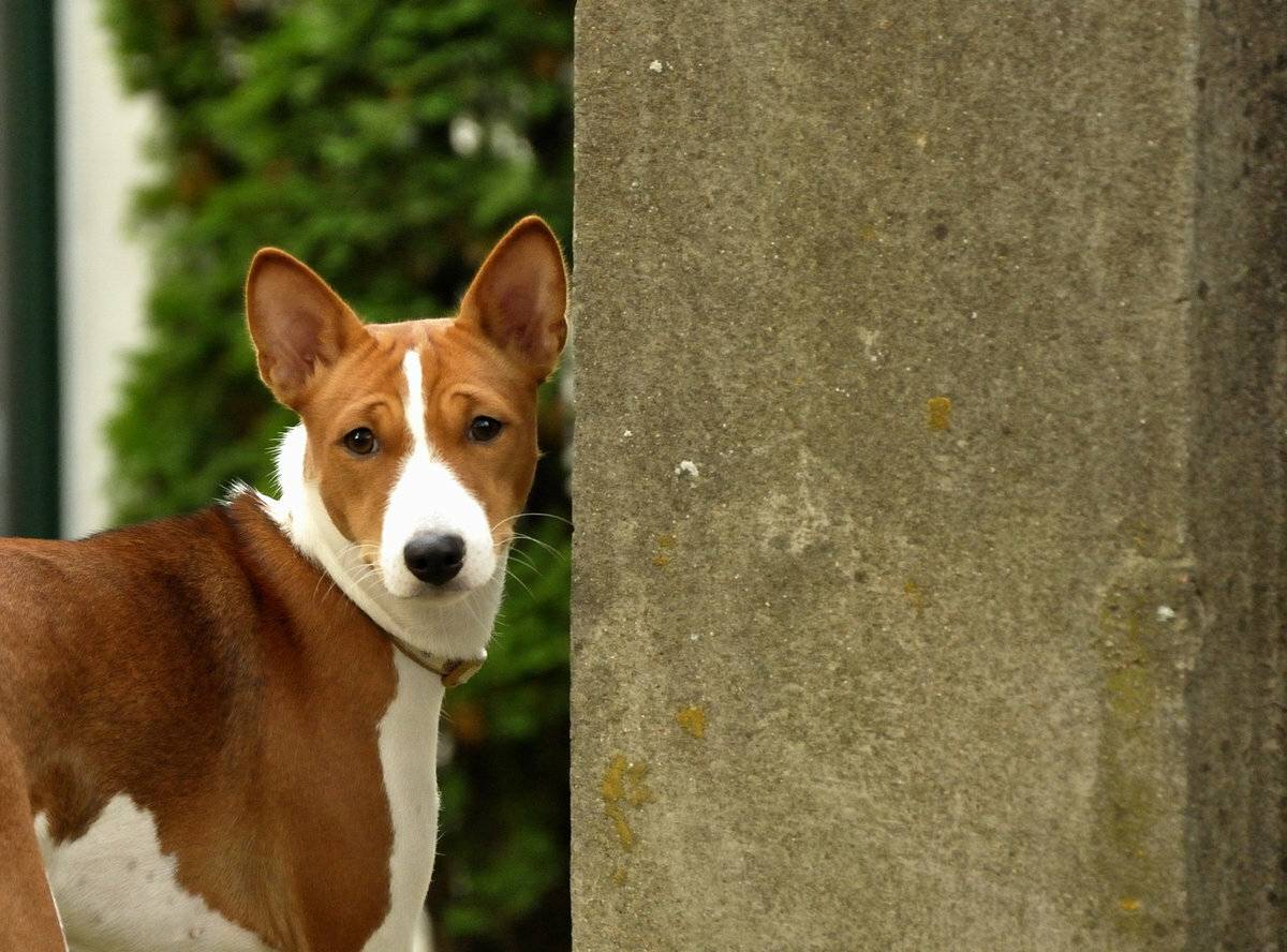 Басенджи: описание породы нелающих собак с фото и видео