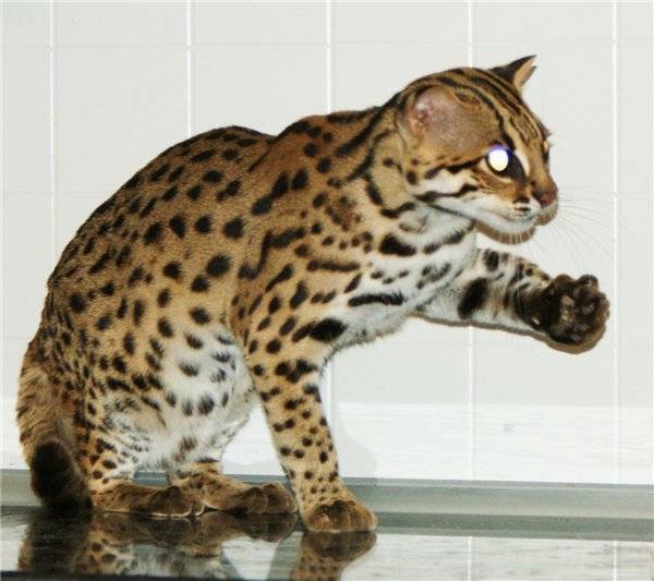 Леопардовая кошка азиатская: описание породы, среда обитание, приручение