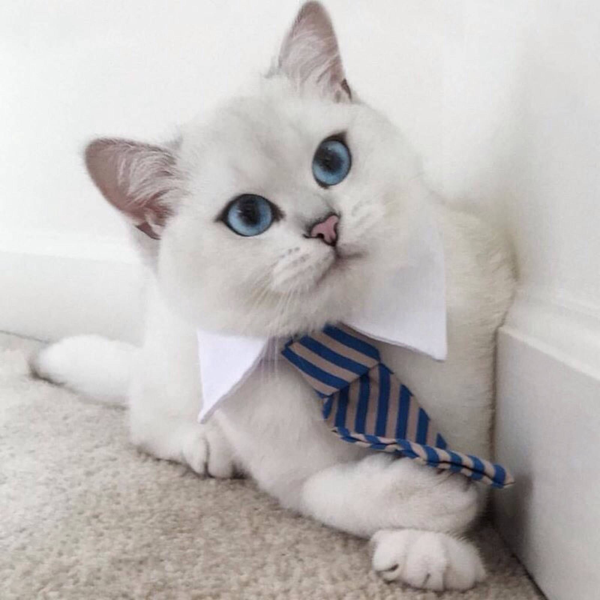 Кошки с голубыми глазами: породы | белые, черные, фото