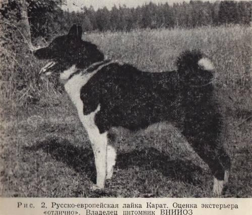 Собаки породы лайка: западно-сибирская, сиба-ину и восточно-сибирская